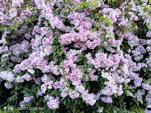 2023新北泰山蒜香藤花季，11/01即時花況｜楓樹河濱公園