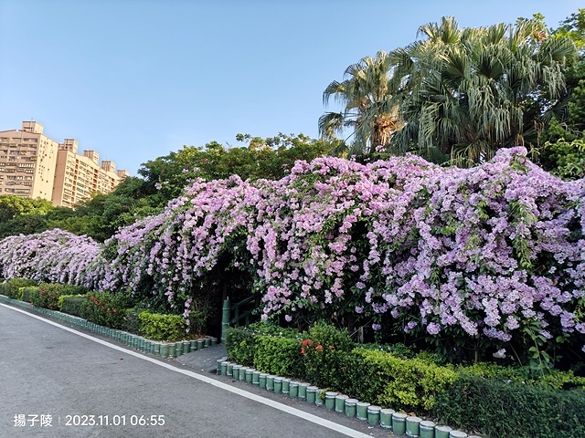 2023新北泰山蒜香藤花季，11/01即時花況｜楓樹河濱公園