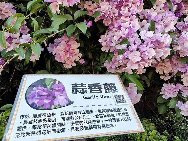 2023新北泰山蒜香藤花季，11/01即時花況｜楓樹河濱公園