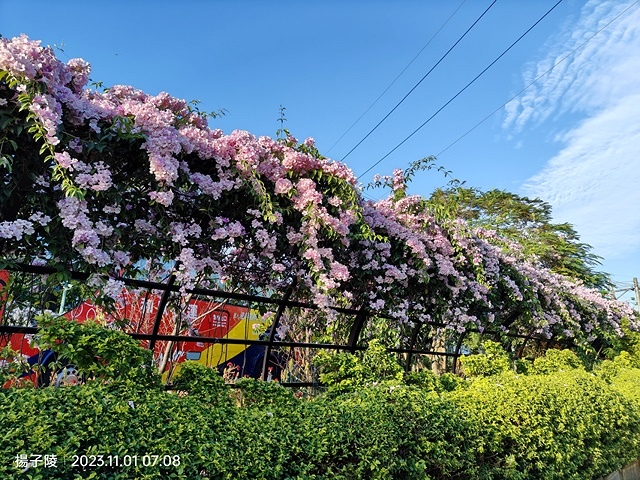 2023新北泰山蒜香藤花季，11/01即時花況｜楓樹河濱公園