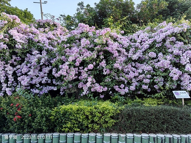 2023新北泰山蒜香藤花季，11/01即時花況｜楓樹河濱公園