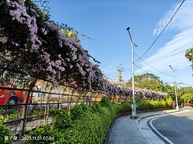 2023新北泰山蒜香藤花季，11/01即時花況｜楓樹河濱公園