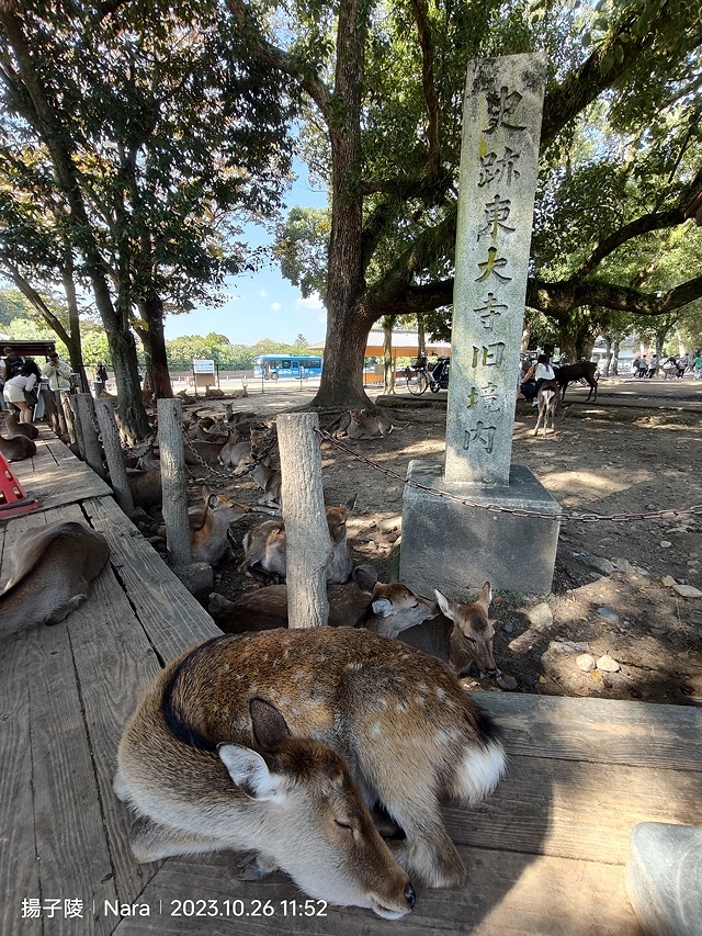 2023環遊關西第3天(上)｜世界文化遺產：東大寺｜東大寺大