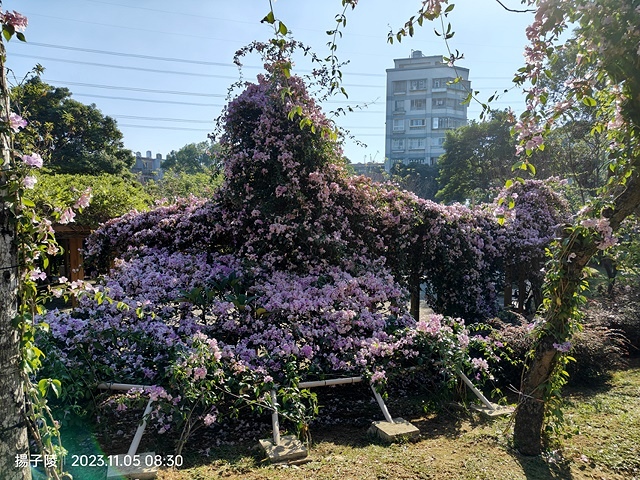 2023新北鶯歌永吉公園，蒜香藤花開，11/05即時花況～