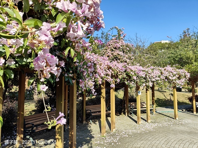 2023新北鶯歌永吉公園，蒜香藤花開，11/05即時花況～