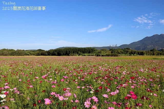2023關渡花海花田喜事,活動日期:2023/11/11~2
