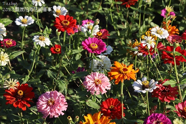 2023關渡花海花田喜事,活動日期:2023/11/11~2