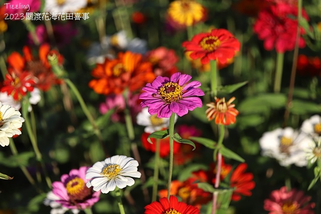 2023關渡花海花田喜事,活動日期:2023/11/11~2