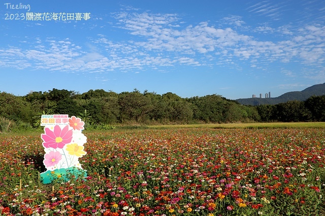 2023關渡花海花田喜事,活動日期:2023/11/11~2