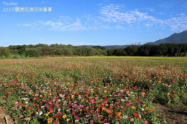 2023關渡花海花田喜事，活動日期：2023/11/11～2