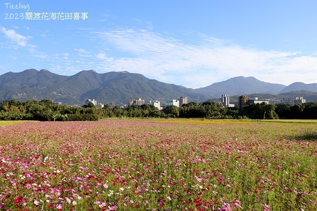 2023關渡花海花田喜事，活動日期：2023/11/11～2