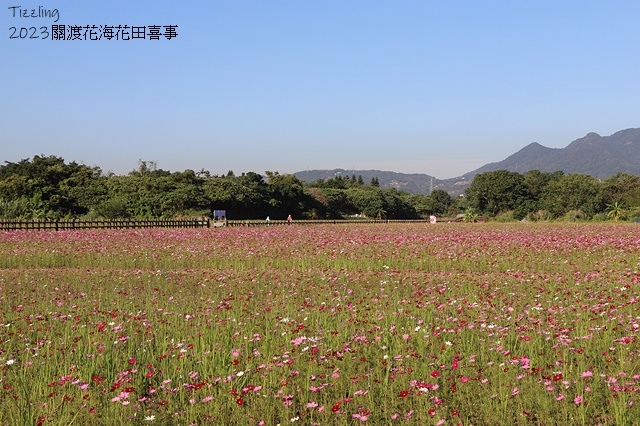 2023關渡花海花田喜事,活動日期:2023/11/11~2