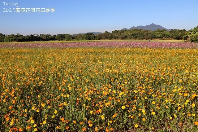 2023關渡花海花田喜事,活動日期:2023/11/11~2