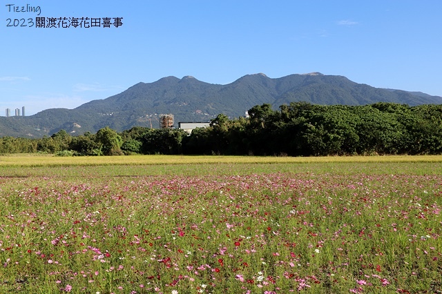 2023關渡花海花田喜事,活動日期:2023/11/11~2