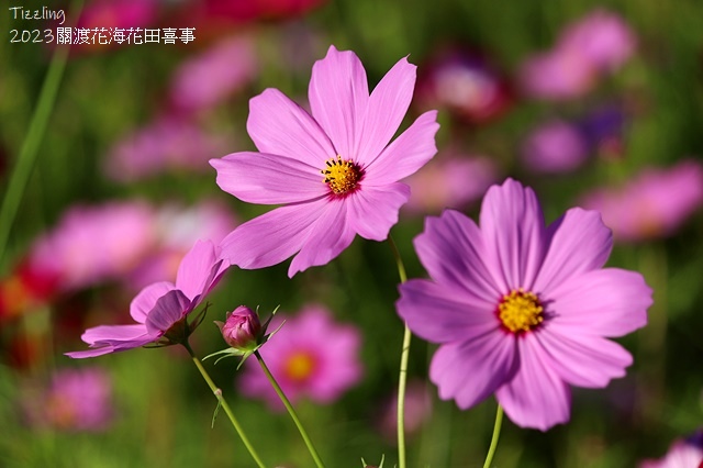 2023關渡花海花田喜事,活動日期:2023/11/11~2