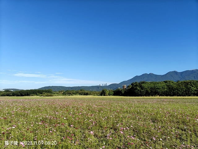 2023關渡花海花田喜事,活動日期:2023/11/11~2