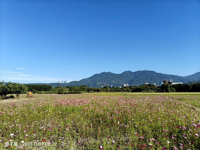 2023關渡花海花田喜事,活動日期:2023/11/11~2