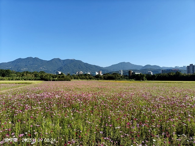 2023關渡花海花田喜事，活動日期：2023/11/11～2