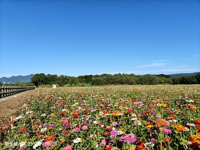 2023關渡花海花田喜事,活動日期:2023/11/11~2