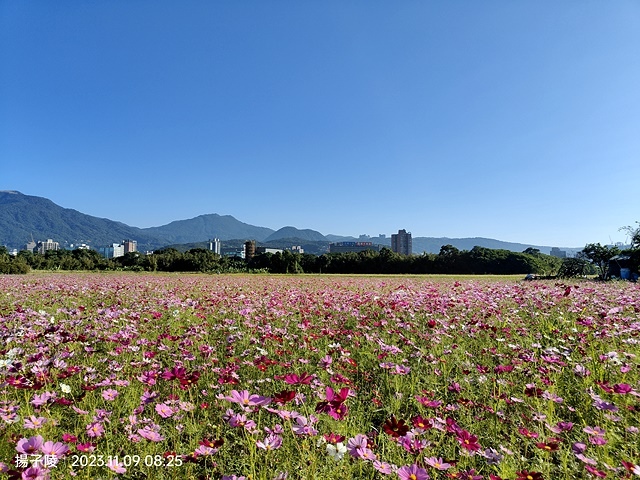 2023關渡花海花田喜事,活動日期:2023/11/11~2