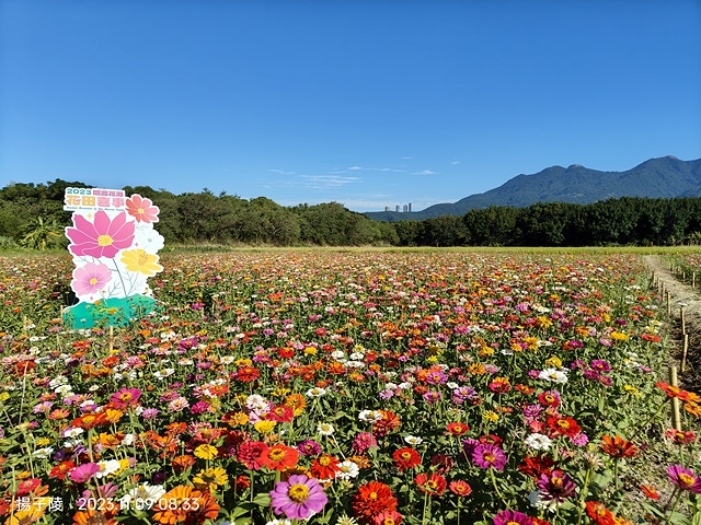 2023關渡花海花田喜事,活動日期:2023/11/11~2