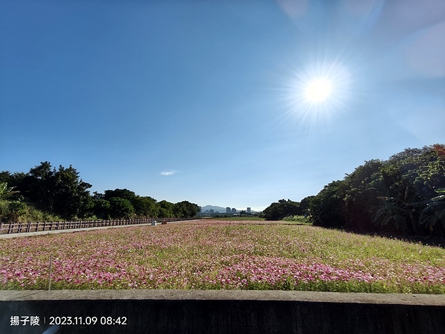 2023關渡花海花田喜事，活動日期：2023/11/11～2