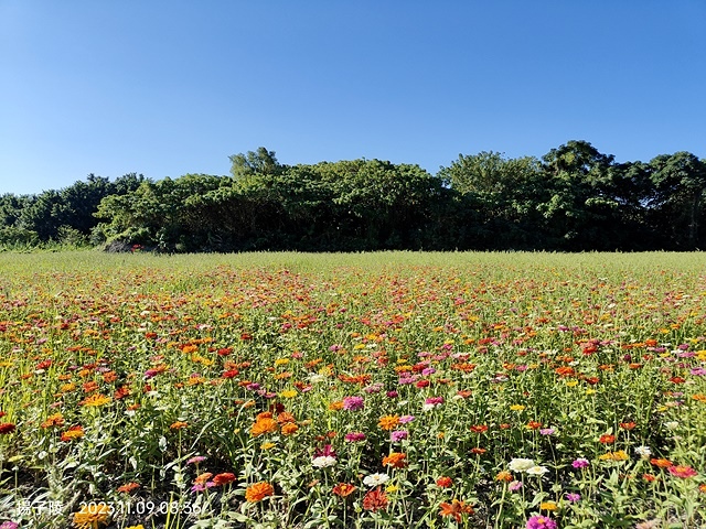2023關渡花海花田喜事,活動日期:2023/11/11~2