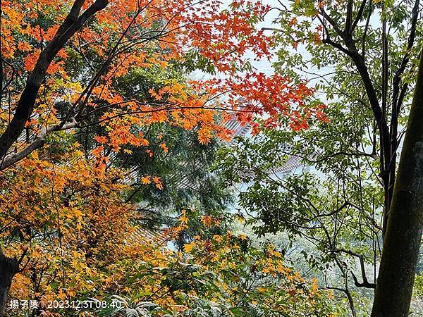 2024落羽松景點懶人包，秋冬季節浪漫氛圍限定版，FB / 