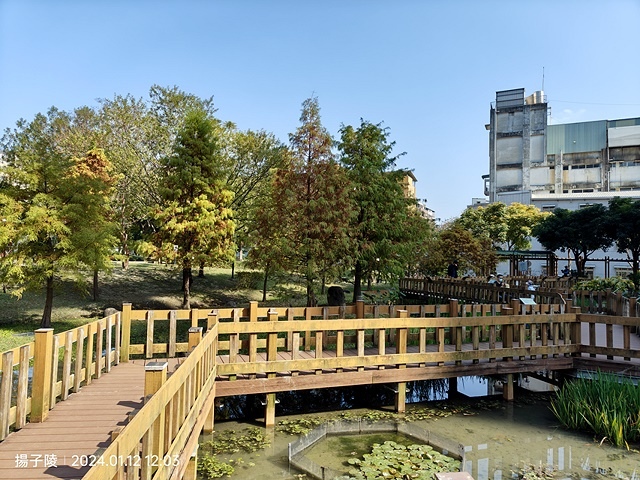 2025新北新莊，頭前運動公園迷你版落羽松美景，1/13即時