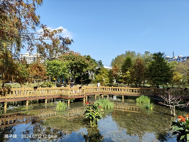 2024新北新莊，頭前運動公園迷你版落羽松美景，01/12即