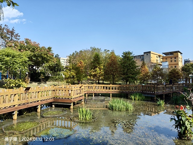 2024新北新莊，頭前運動公園迷你版落羽松美景，01/12即