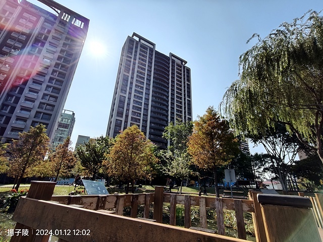 2024新北新莊，頭前運動公園迷你版落羽松美景，01/12即