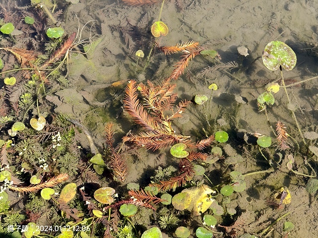 2025新北新莊，頭前運動公園迷你版落羽松美景，1/13即時