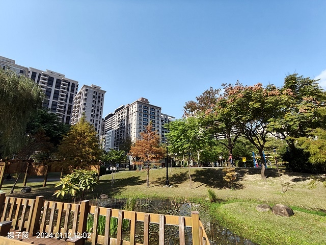 2025新北新莊，頭前運動公園迷你版落羽松美景，1/13即時