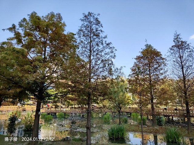 2025新北新莊，頭前運動公園迷你版落羽松美景，1/13即時