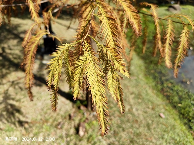 2025新北新莊，頭前運動公園迷你版落羽松美景，1/13即時