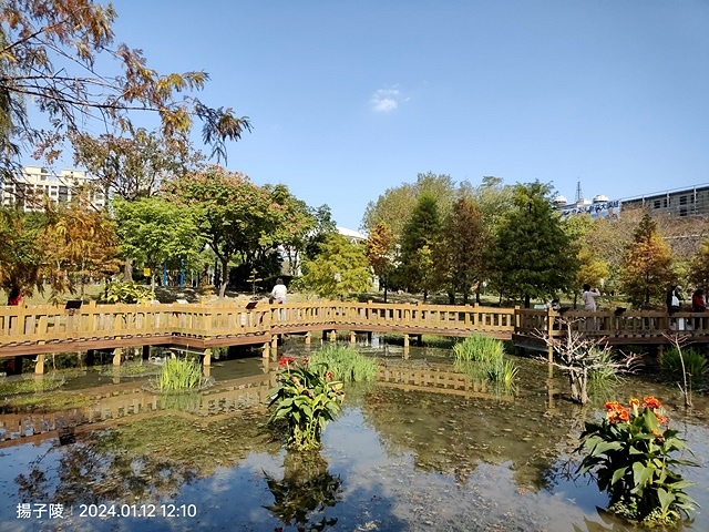 2025新北新莊，頭前運動公園迷你版落羽松美景，1/13即時