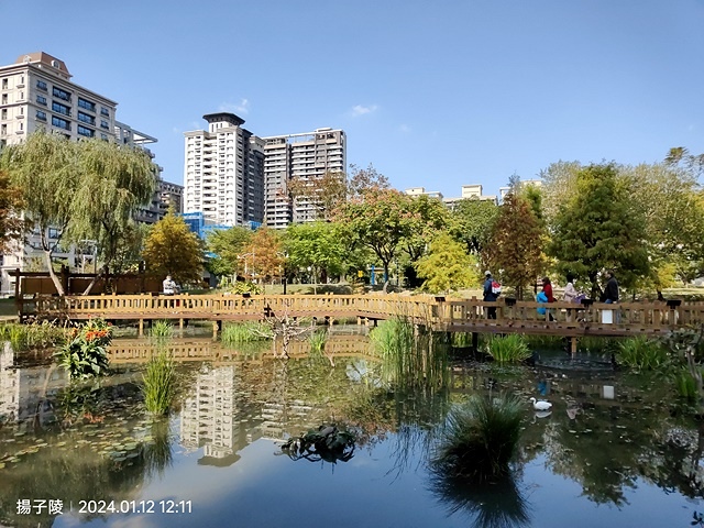 2025新北新莊，頭前運動公園迷你版落羽松美景，1/13即時