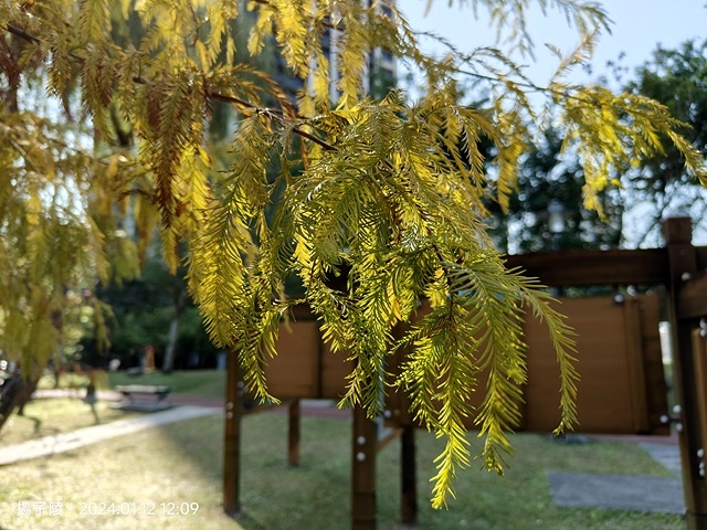 2025新北新莊，頭前運動公園迷你版落羽松美景，1/13即時