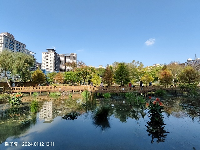 2025新北新莊，頭前運動公園迷你版落羽松美景，1/13即時