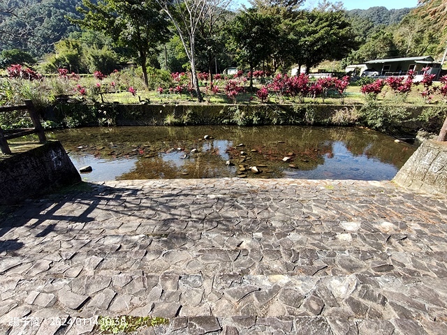 2024新北新莊，頭前運動公園迷你版落羽松美景，01/12即