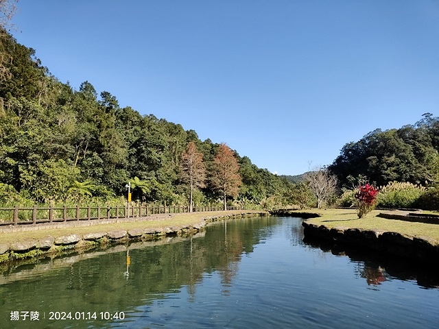 2024新北新莊，頭前運動公園迷你版落羽松美景，01/12即