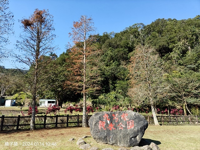 2024新北新莊，頭前運動公園迷你版落羽松美景，01/12即