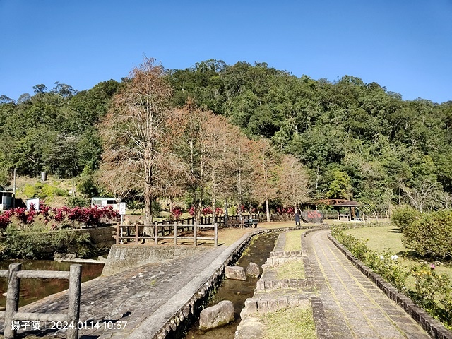 2025新北新莊，頭前運動公園迷你版落羽松美景，1/13即時