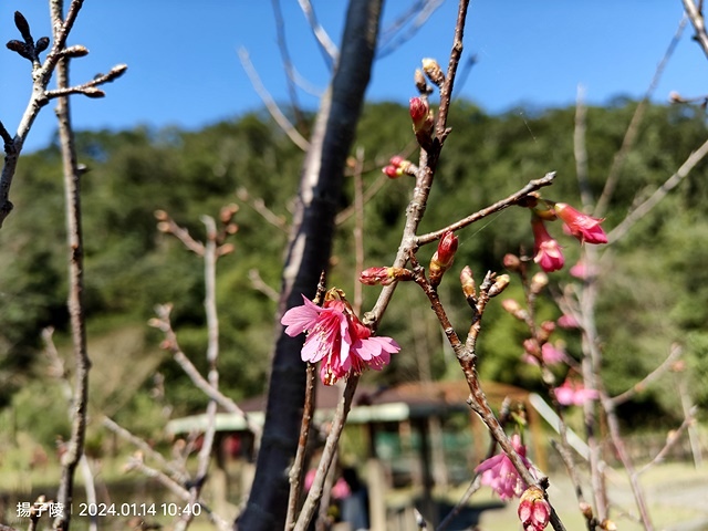2025新北新莊，頭前運動公園迷你版落羽松美景，1/13即時