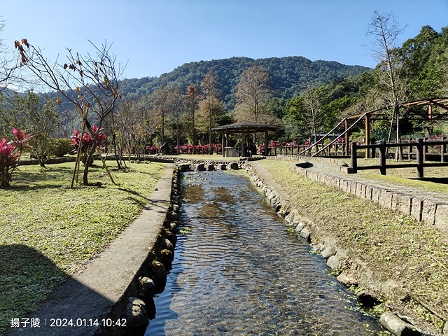 2024新北新莊，頭前運動公園迷你版落羽松美景，01/12即