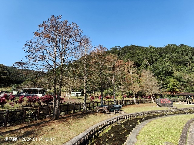 2024新北新莊，頭前運動公園迷你版落羽松美景，01/12即