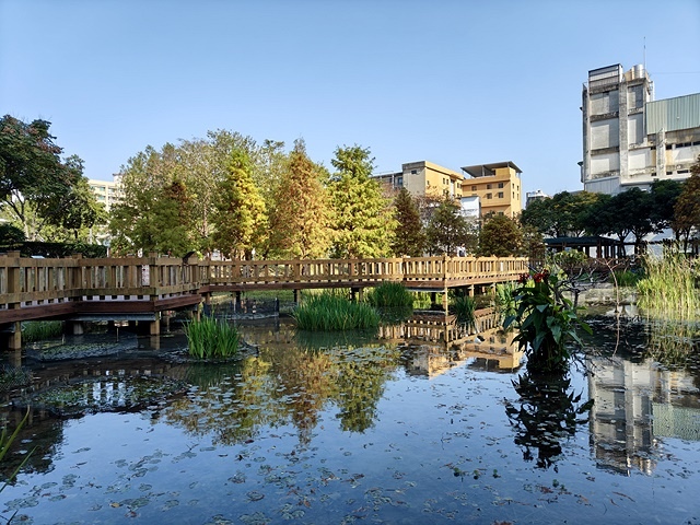 2024新北新莊，頭前運動公園迷你版落羽松美景，01/12即