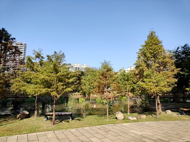 2025新北新莊，頭前運動公園迷你版落羽松美景，1/13即時