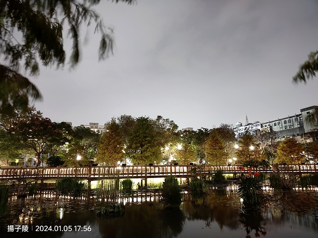2025新北新莊，頭前運動公園迷你版落羽松美景，1/13即時
